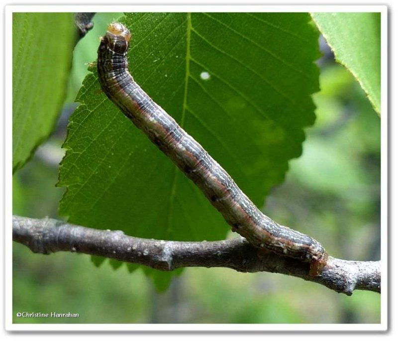 Looper moth caterpillar (Geometridae)