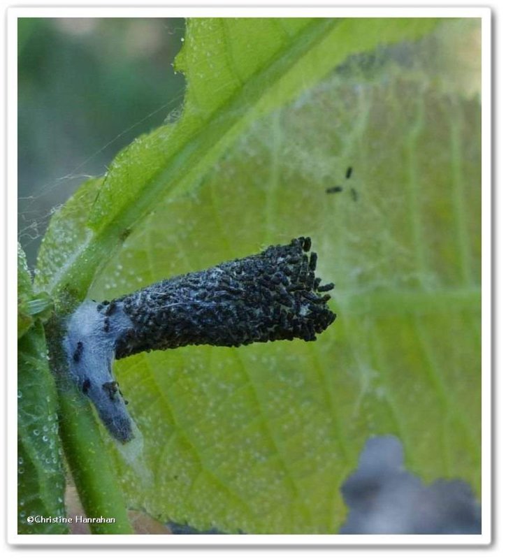 Pyralid moth (Acrobasis)  frass tube