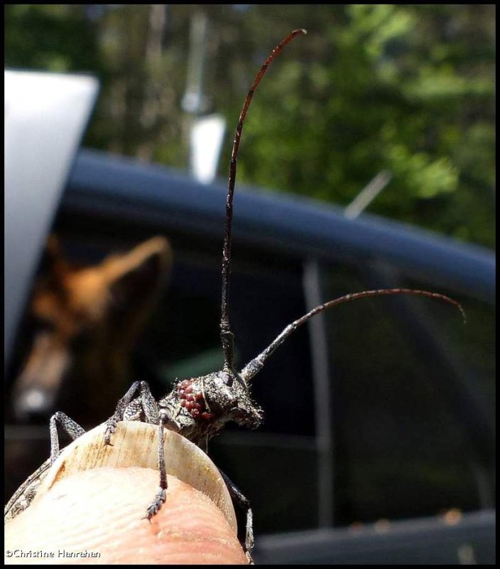 White-spotted Sawyer longhorn beetle, female  (Monochamus scutellatus)
