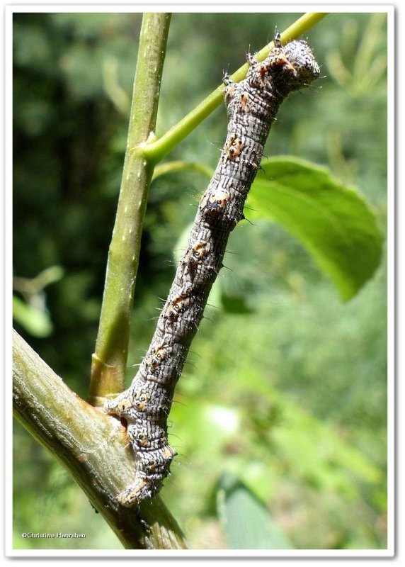 Half-wing moth caterpillar (Phigalia titea), #6658
