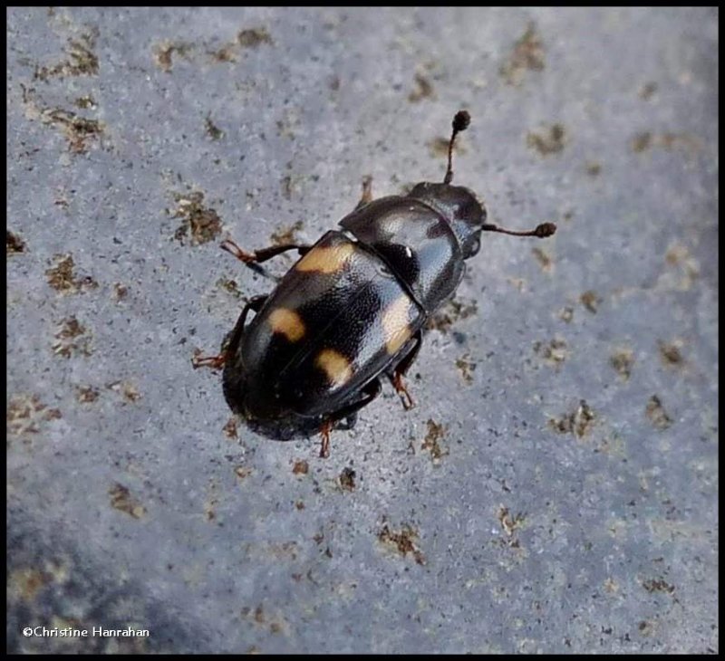 Four-spotted sap-feeding beetle  (Glischrochilus quadrisignatus)