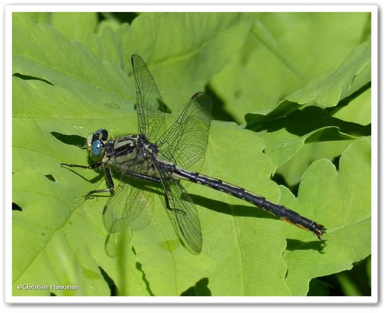 Horned clubtail  (Arigomphus cornutus)