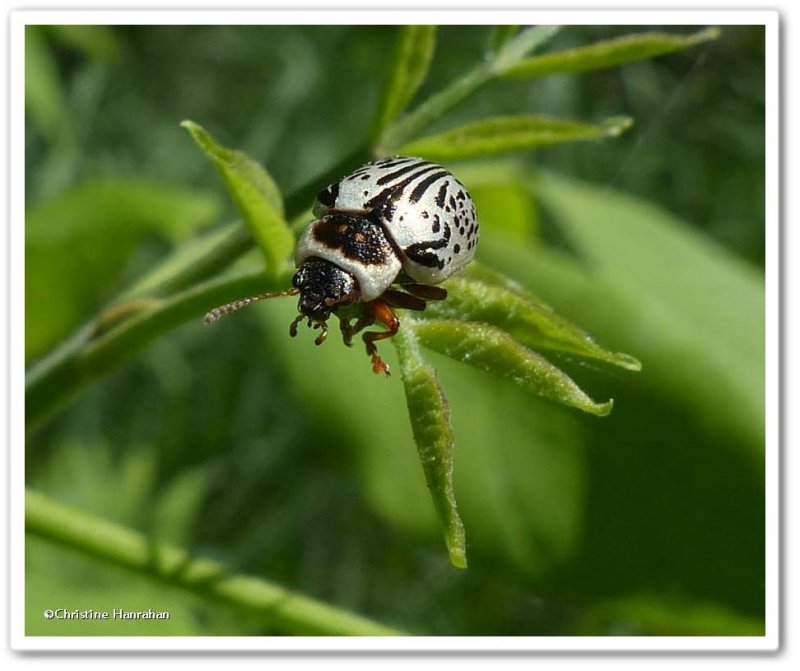 Willow calligrapha beetle  (Calligrapha multipunctata)