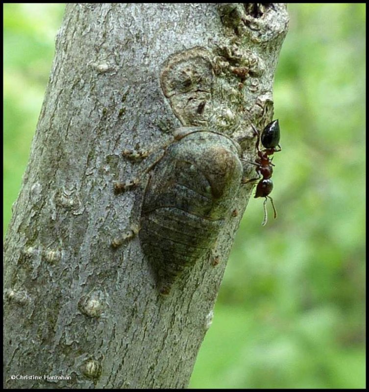 Treehopper nymph (Telamona excelsa)