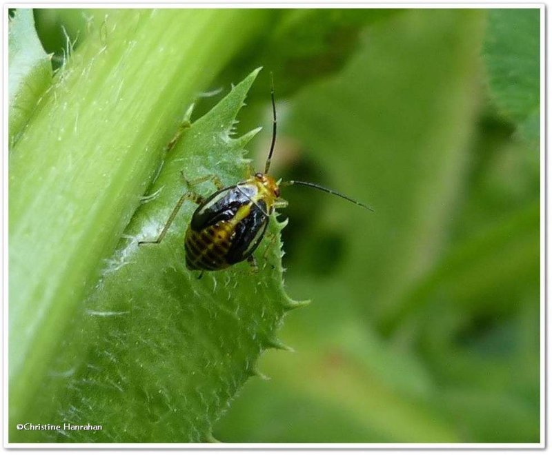 Plant bug, four-lined nymph (Poecilocapsus lineatus)