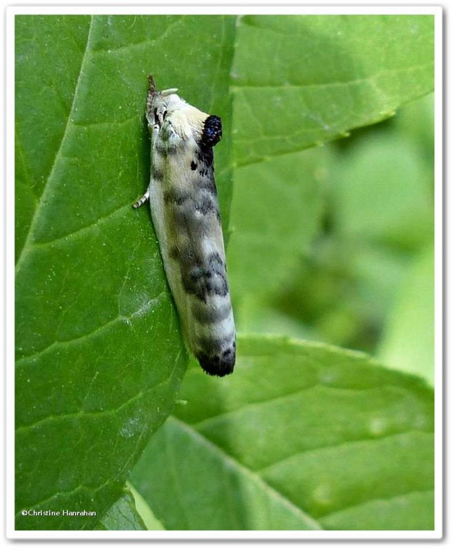 Schlaeger's Fruitworm Moth (Antaeotricha schlaegeri), #1011