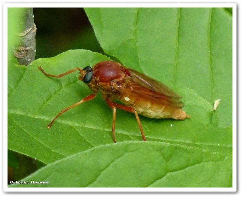 Xylophagid fly (Coenomyia ferruginea)