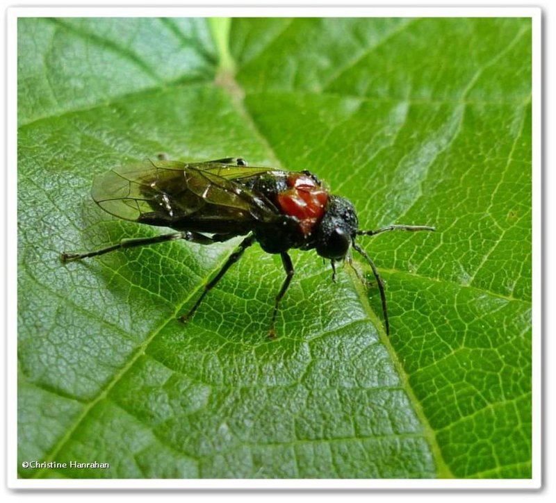 Alder sawfly (Eriocampa ovata), female