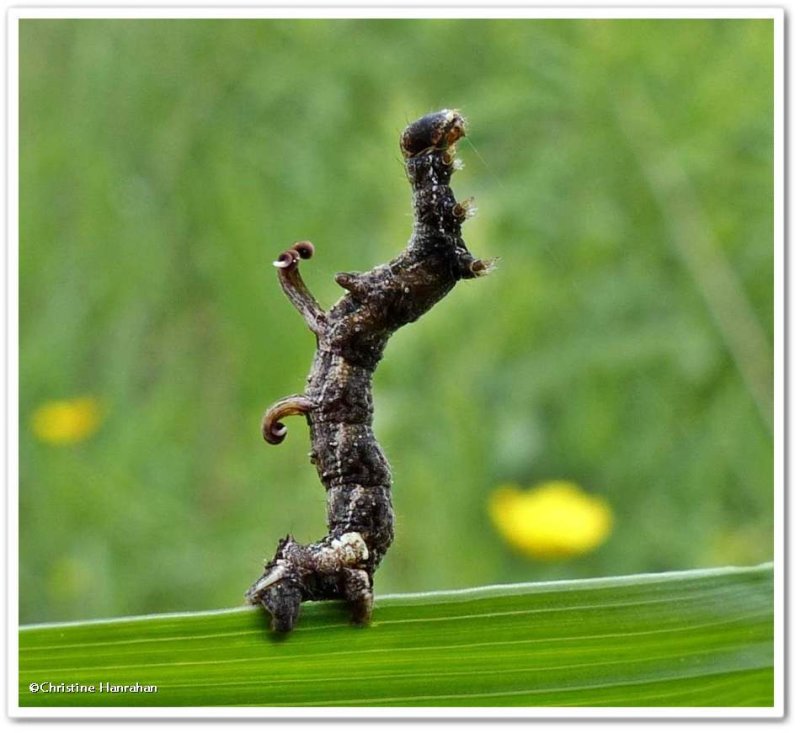Horned spanworm moth caterpillar (Nematocampa resistaria), #7010