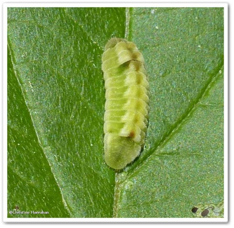 Northern azure butterfly larva (Celastrina lucia)