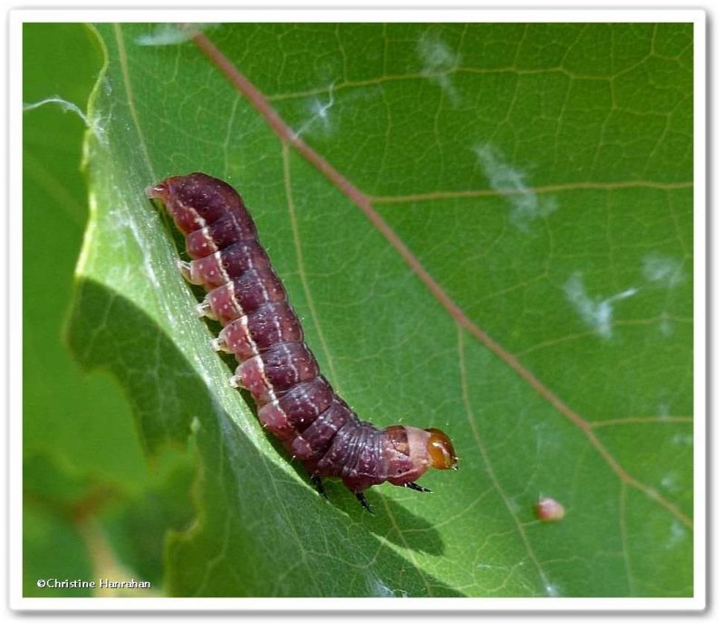 Moth Caterpillar (Eupsilia vinulenta) ?, #9933