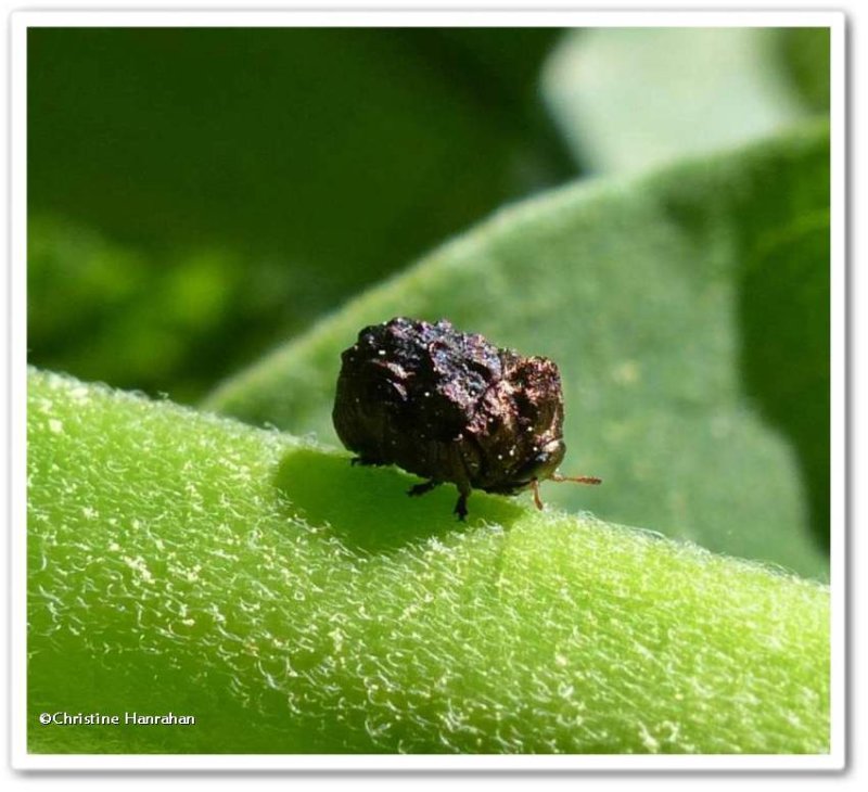 Warty leaf beetle (Neochlamisus)