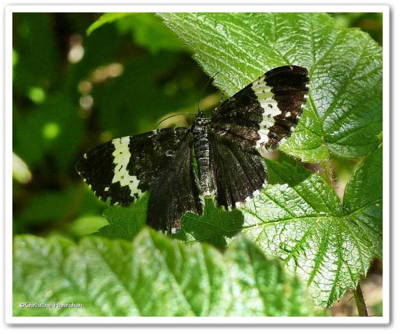 Spear-marked and White-banded Black Moths (Complex Rheumaptera hastata)