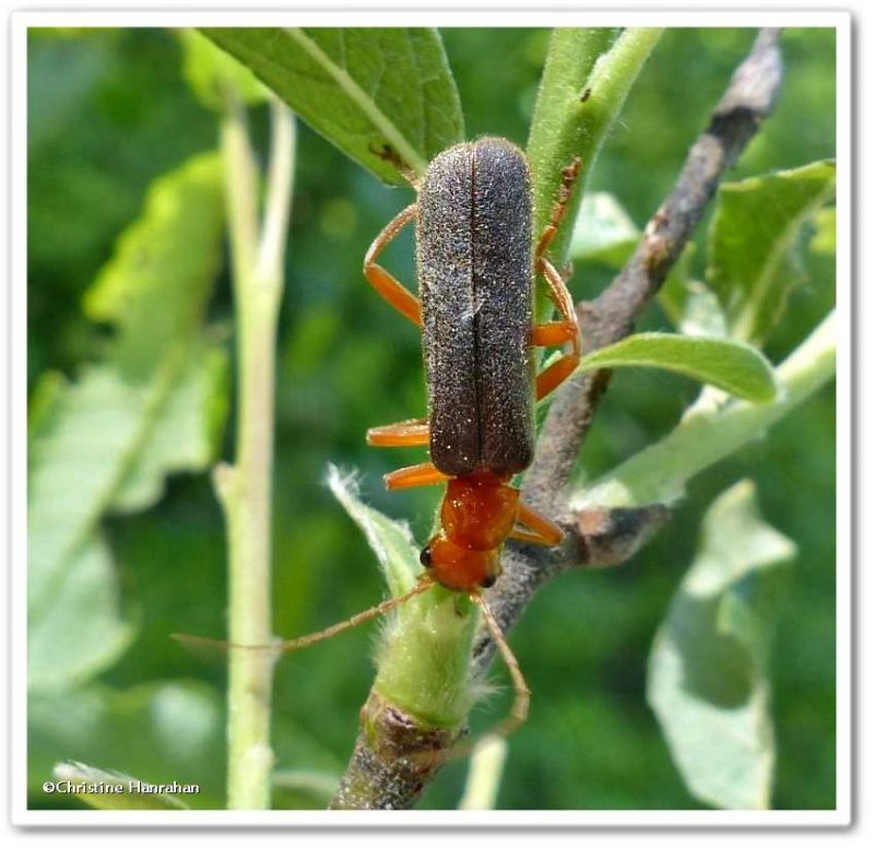 Soldier beetle (Pacificanthia rotundicollis)