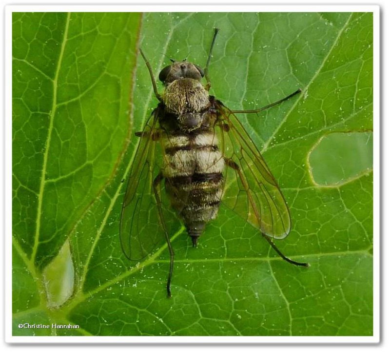 Snipe Fly (Chrysopilus sp.)
