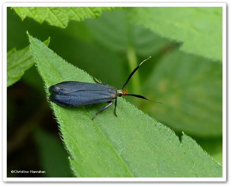 Moth (Dichomeris nonstrigella), #2307