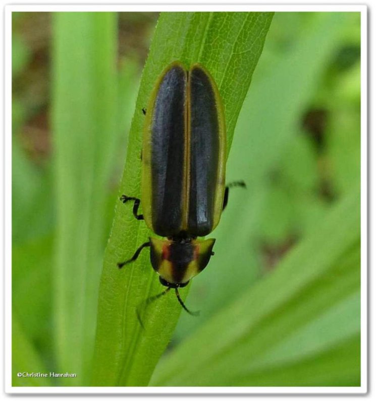 Firefly (Pyractomena borealis)