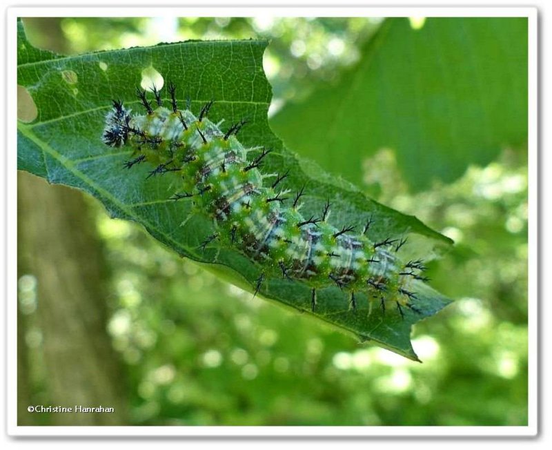 Compton tortoiseshell butterfly caterpillar (Nymphalis l-album)