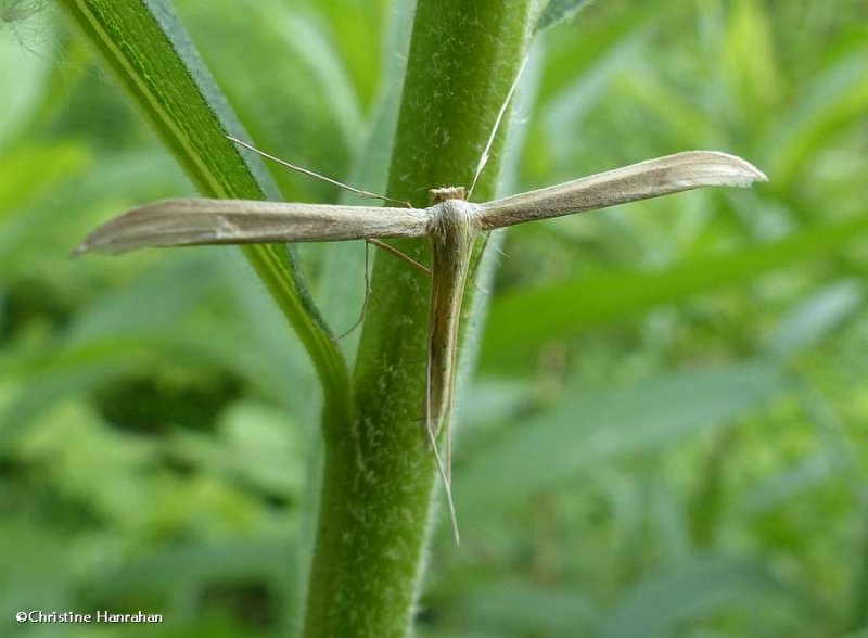 Plume moth (Hellinisia sp. ?)