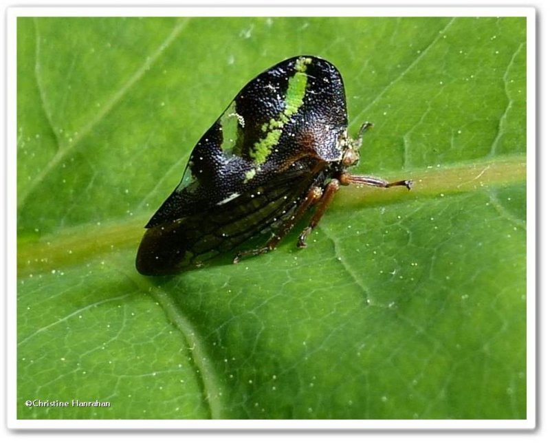 Treehoppers (Genus: Smilia)