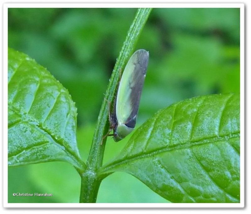 Leafhopper (Ponana pectoralis)