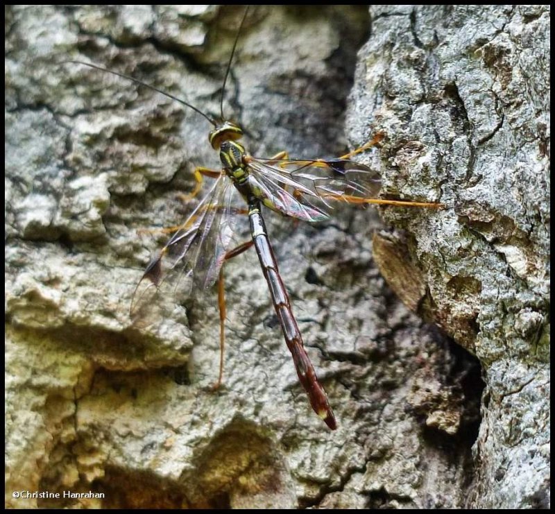 Ichneumonid wasp (Megarhyssa macrurus),male