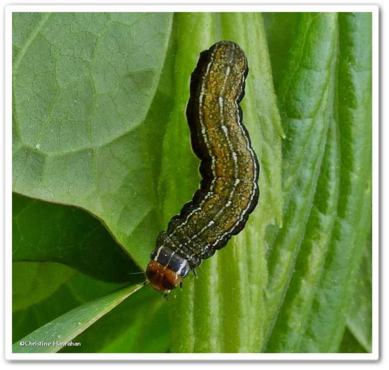 Lost Sallow Moth caterpillar (Eupsilia devia), #9939
