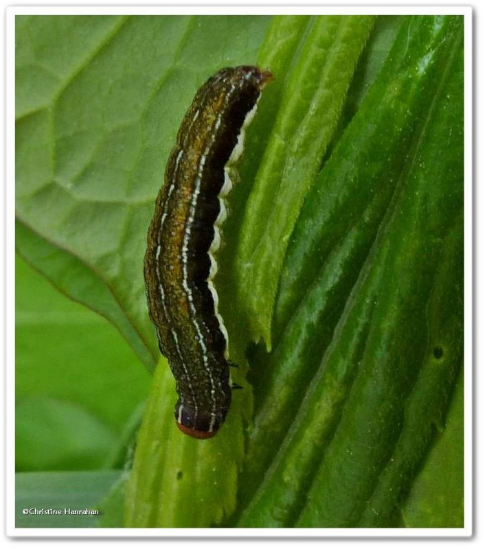 Lost Sallow Moth caterpillar (Eupsilia devia), #9939