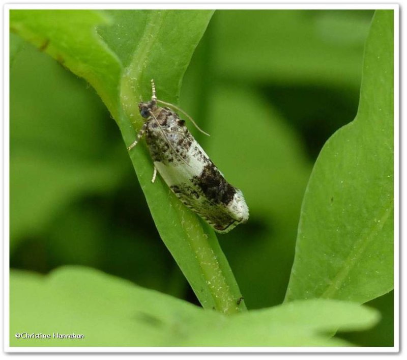 Poplar leafroller (Pseudosciaphila duplex), #2769