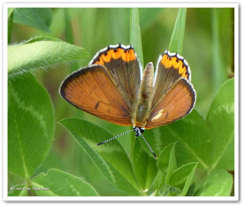 Bronze copper butterfly (Lycaena hyllus)