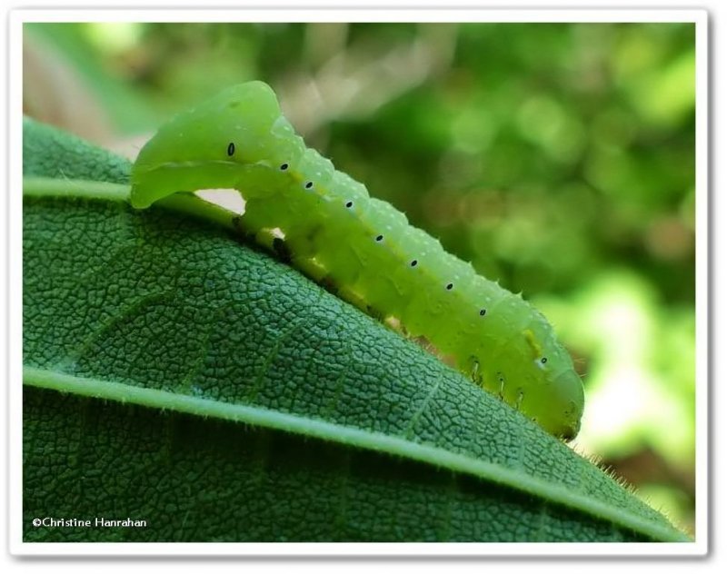 Copper underwing caterpillar (Amphipyra pyramidoides), #9638