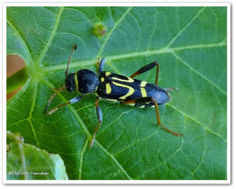 Longhorn beetle (Clytus ruricola)