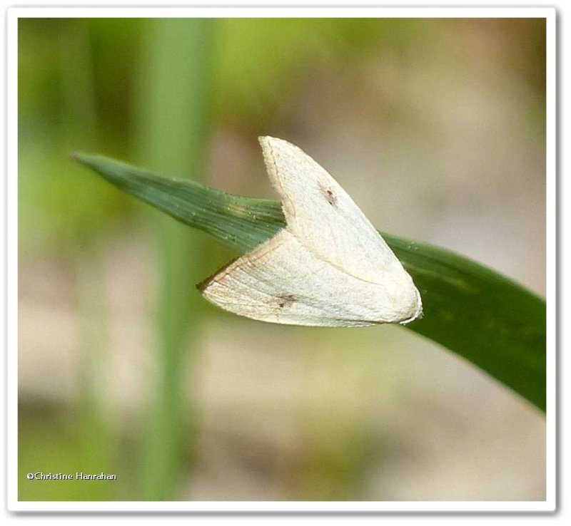 Spotted grass moth (Rivula propinqualis), #8404