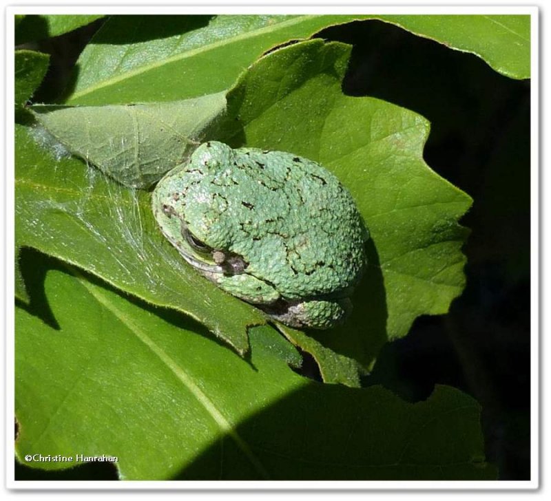 Reptiles and Amphibians of the Reveler Conservation Area