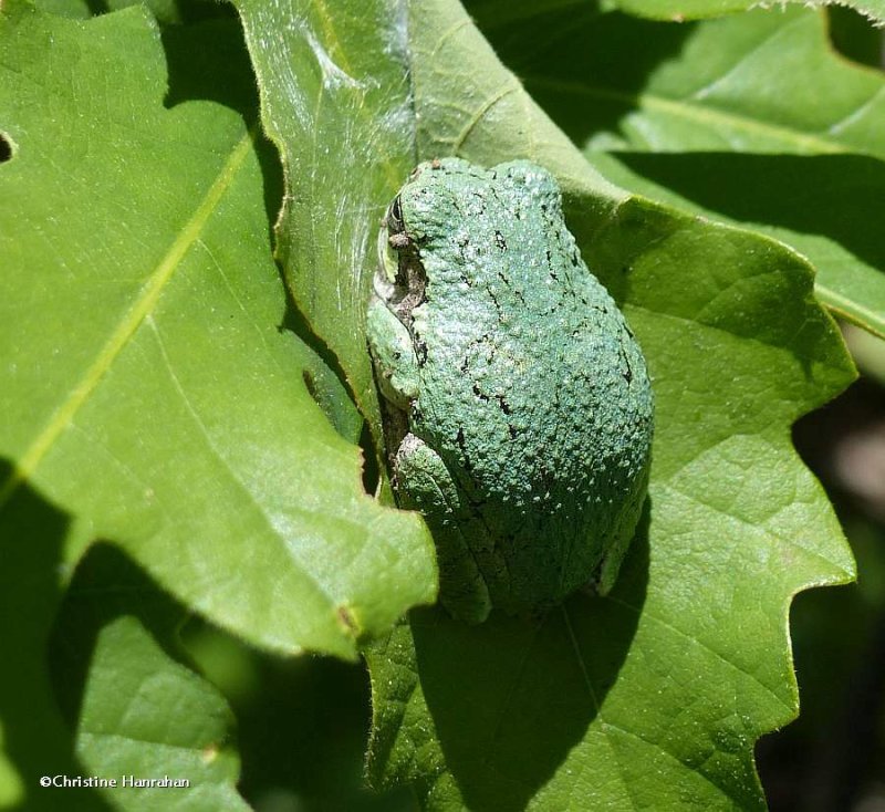 Gray treefrog  (Hyla versicolor)