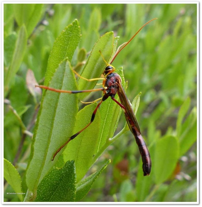 Ichneumonid wasp (Therion sp.)