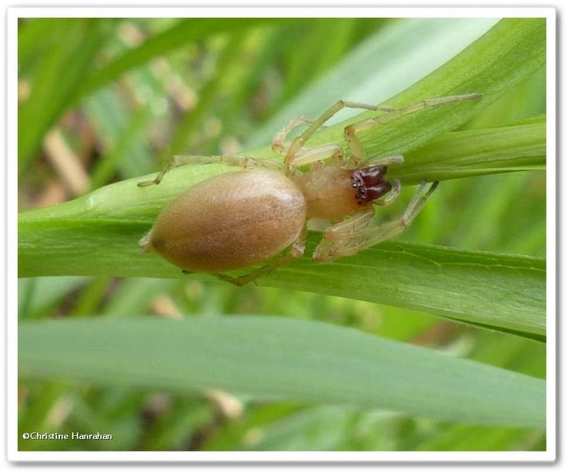 Prowling spider (Cheiracanthium)