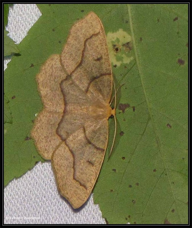 Hemlock looper moth (Lambdina fiscellaria), #6888