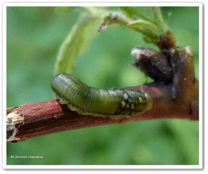 Sawfly larva (Family Tenthredinidae) with parasites