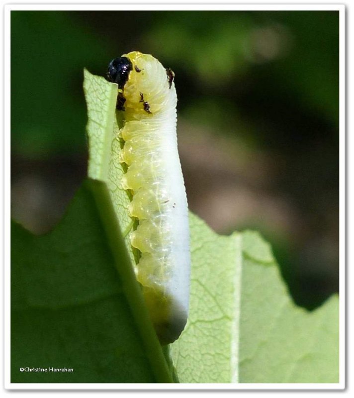 Sawfly larva