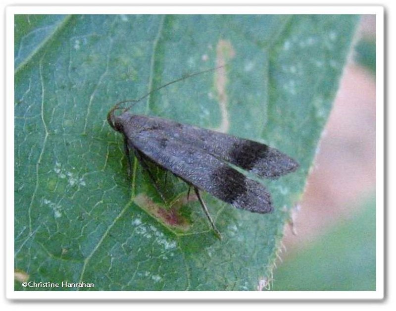 Twirler moth (Anacampsis fragariella), #2235