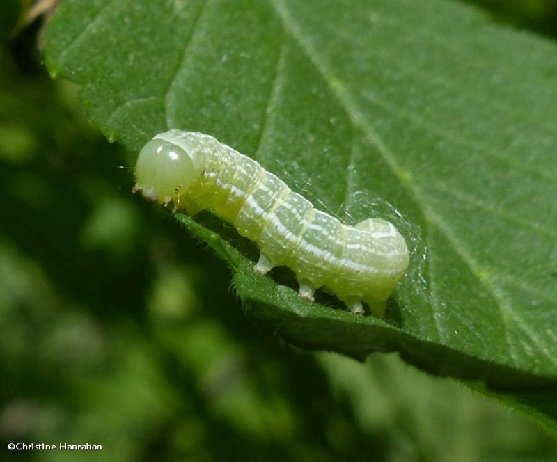 Possibly a Lithophane sp. of moth caterpillar