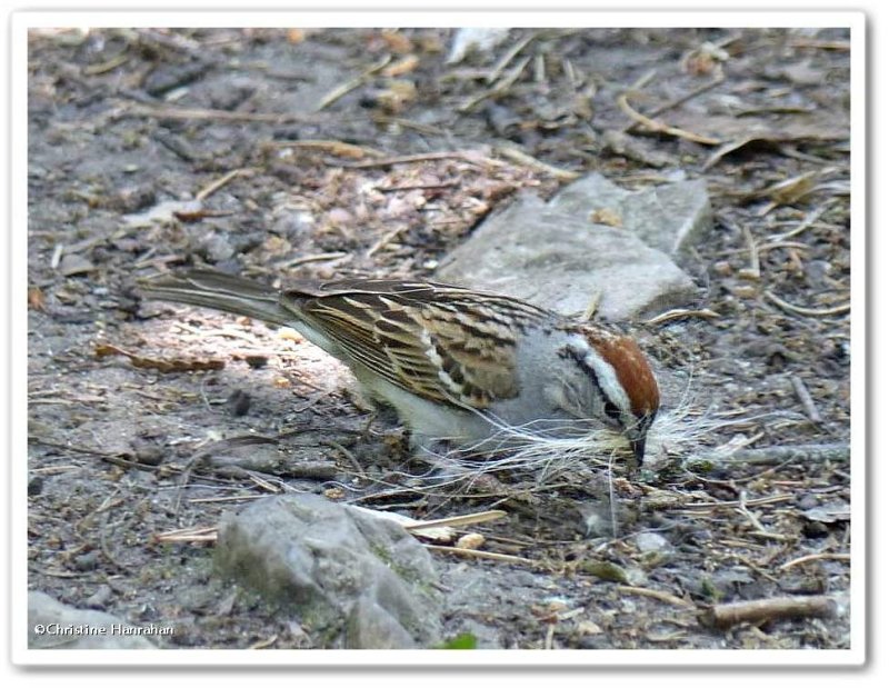 Chipping sparrow gathering dog hair