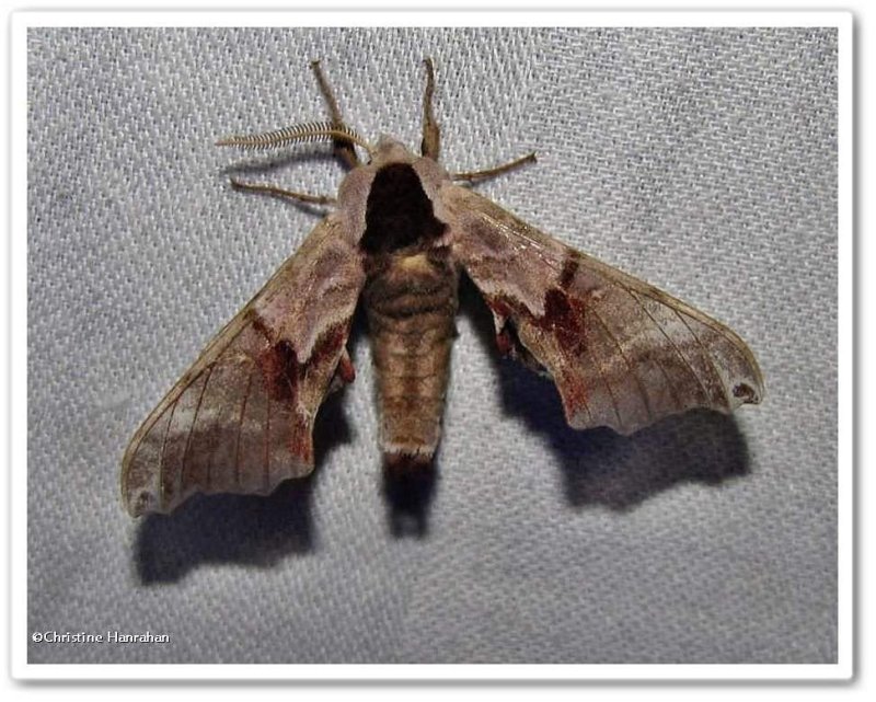 Twin-spotted sphinx moth  (<em>Smerinthus  jamaicensis</em>), #7821