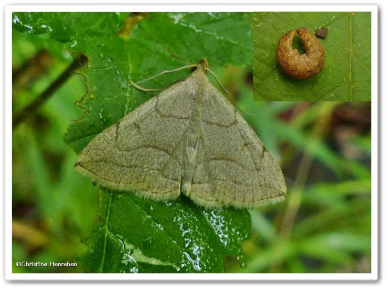 Early Zanclognatha moth (Zanclognatha cruralis), #8351