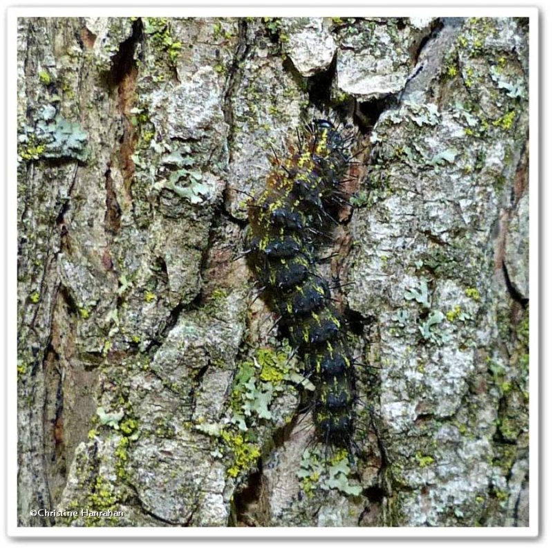 Painted lichen moth caterpillar  (Hypoprepia fucosa), #8090
