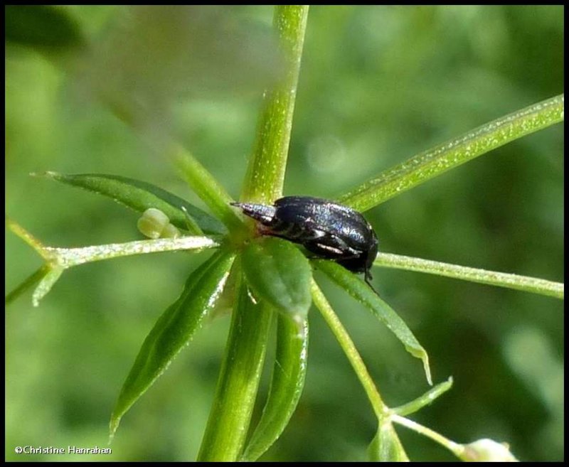 Tumbling flower beetle (Mordella sp.)