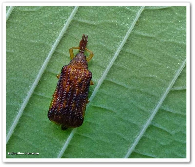 Basswood leaf miner (Baliosus nervosus)