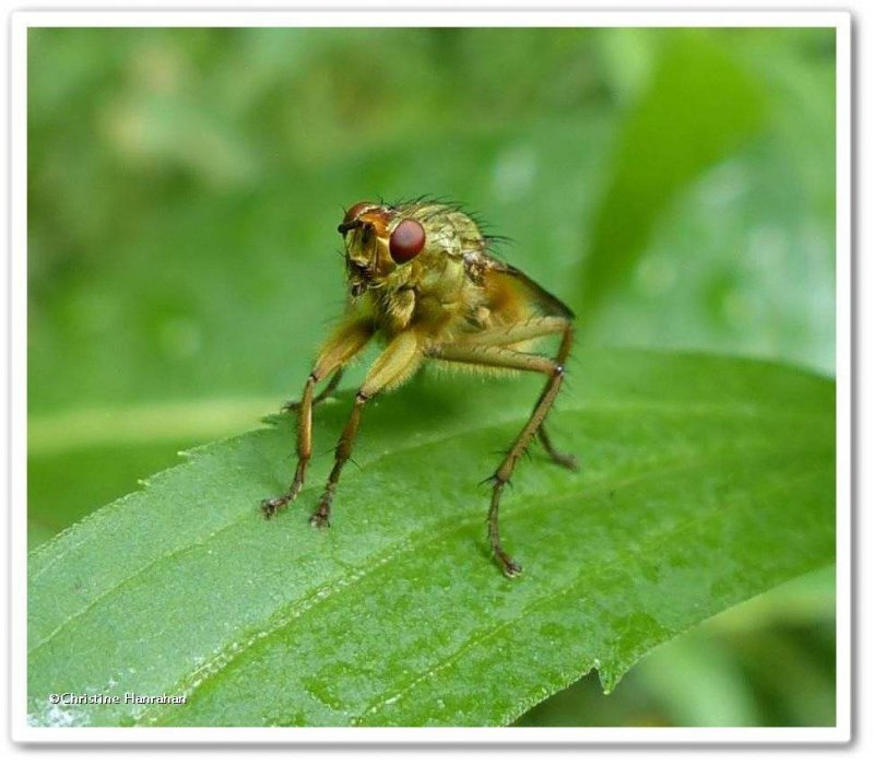 Golden dung fly (Scathophaga stercoraria)