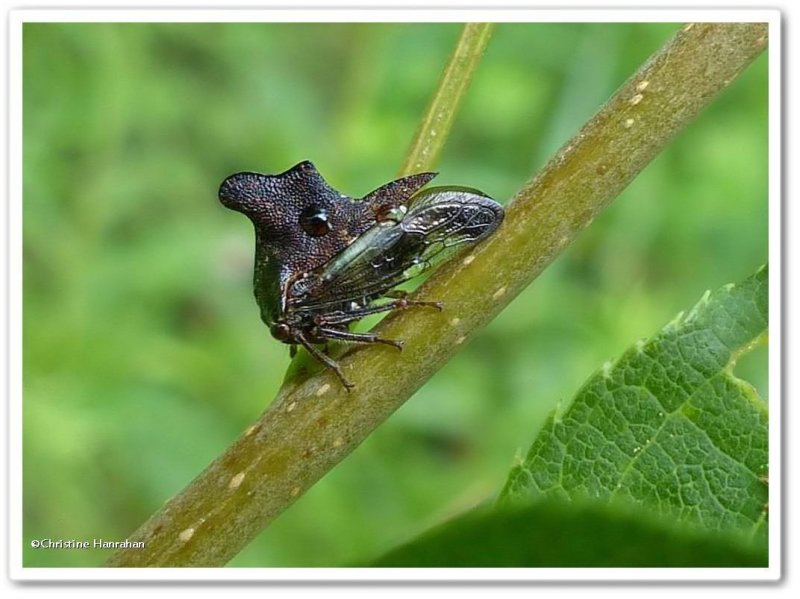 Treehopper (Telamona scalaris) 